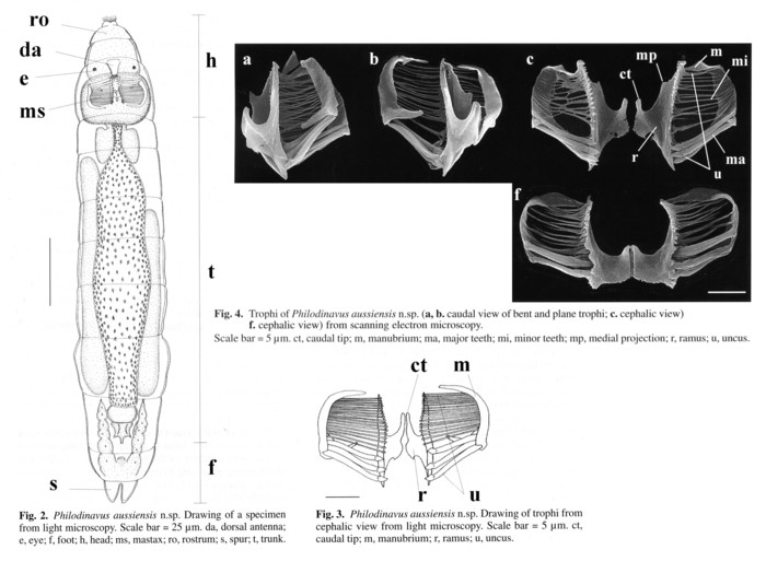Philodinavus aussiensis - Original description image