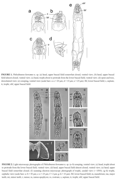 Philodinavus koreanus - Original description image