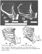 Philodinavus paradoxus