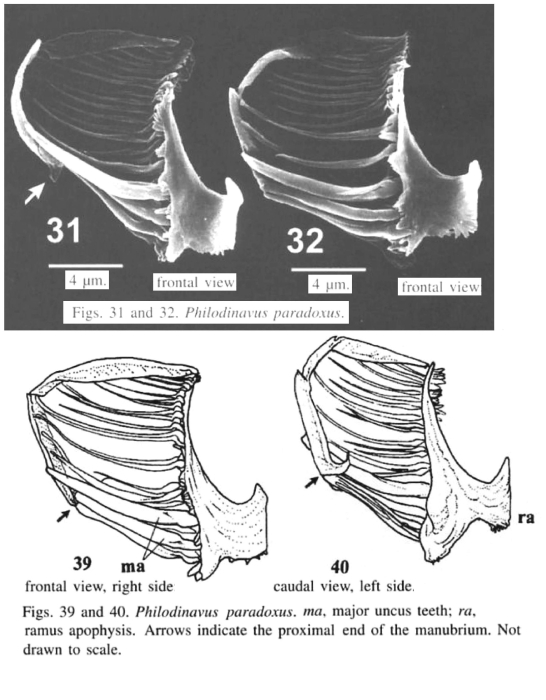 Philodinavus paradoxus Philodinavus paradoxus