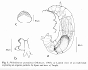 Philodinavus paradoxus