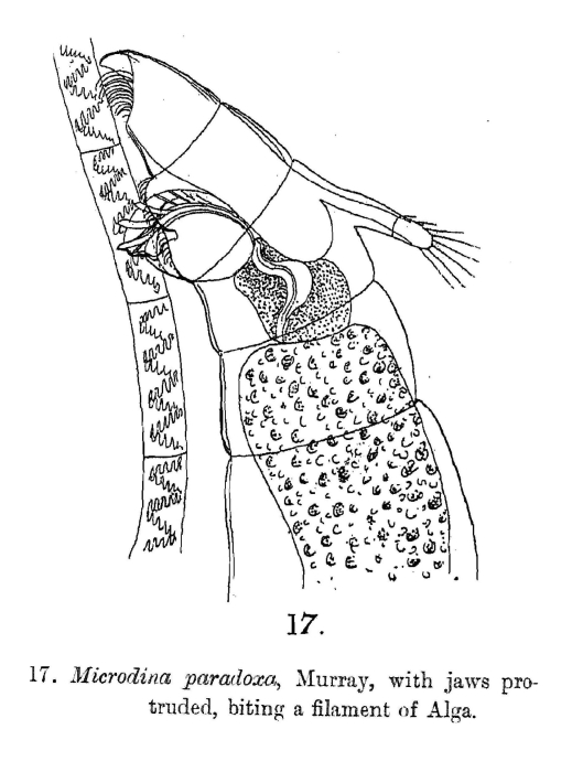 Philodinavus paradoxus Philodinavus paradoxus
