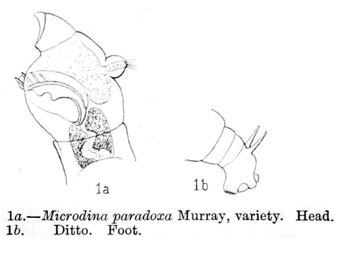 Philodinavus paradoxus Philodinavus paradoxus