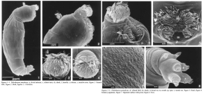 Philodinavus paradoxus