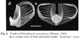Philodinavus paradoxus