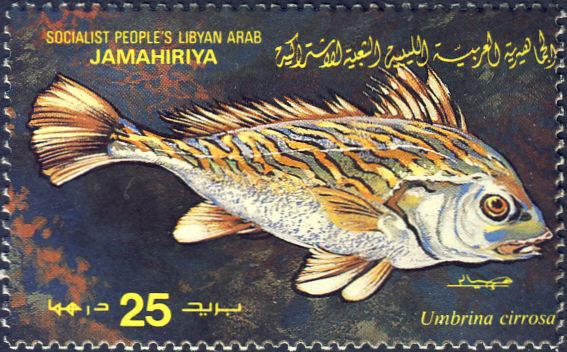 Umbrina cirrosa Umbrina cirrosa