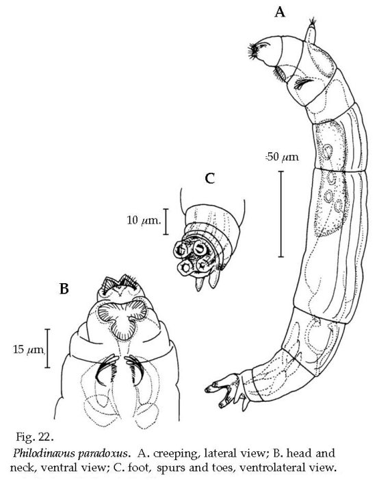 Philodinavus paradoxus Philodinavus paradoxus