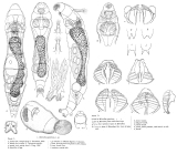 Philodinavus paradoxus