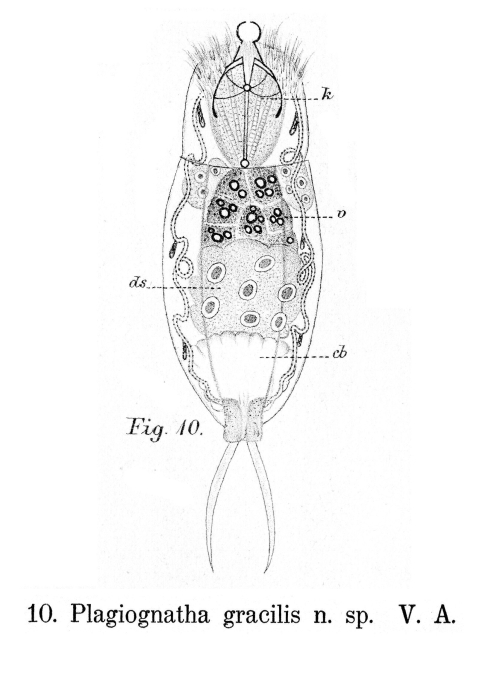 Plagiognatha gracilis - Original description image