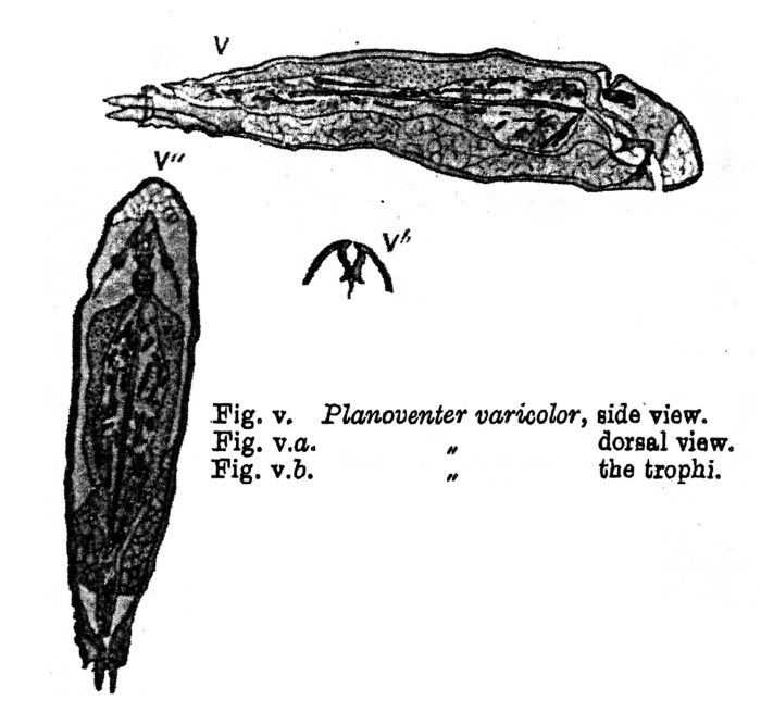Planoventer varicolor - Original description image