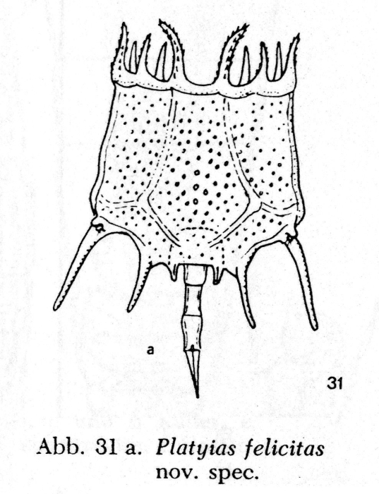 Plationus felicitas - Original description image
