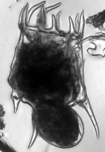 Plationus patulus