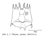 Plationus patulus