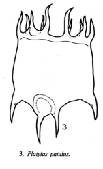 Plationus patulus