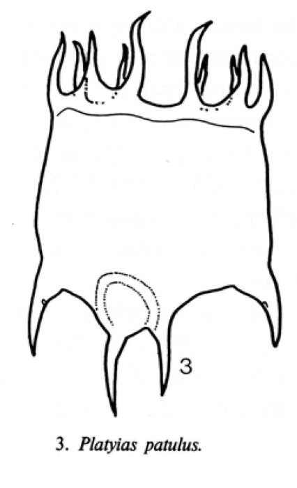 Plationus patulus Plationus patulus
