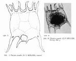 Plationus patulus