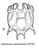 Plationus patulus