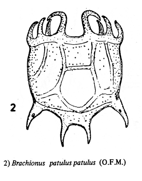 Plationus patulus Plationus patulus