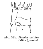 Plationus patulus