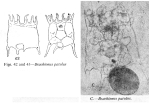Plationus patulus
