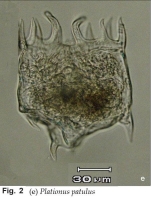Plationus patulus