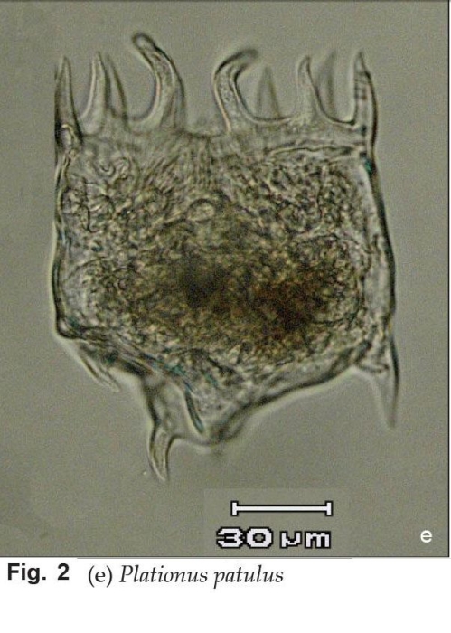 Plationus patulus Plationus patulus