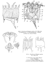 Plationus patulus
