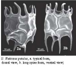 Plationus patulus