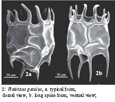 Plationus patulus Plationus patulus