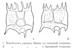 Plationus patulus