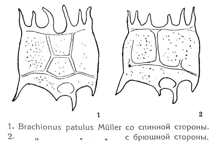 Plationus patulus Plationus patulus