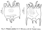 Plationus patulus