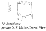 Plationus patulus