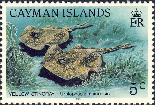 Urolophus jamaicensis Urolophus jamaicensis
