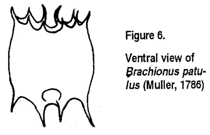 Plationus patulus Plationus patulus