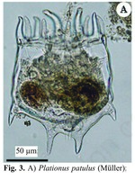 Plationus patulus