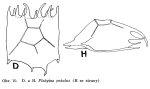 Plationus patulus