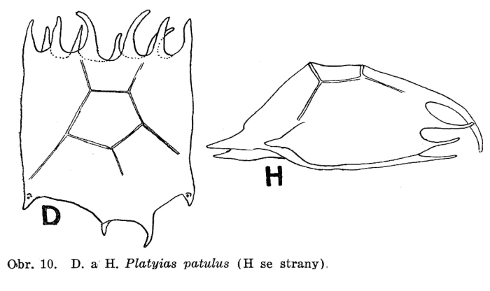Plationus patulus Plationus patulus