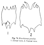 Plationus patulus