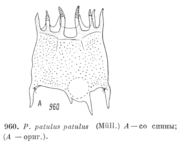 Plationus patulus Plationus patulus