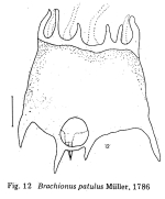 Plationus patulus