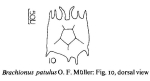 Plationus patulus