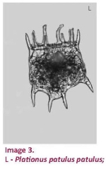 Plationus patulus