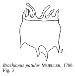 Plationus patulus