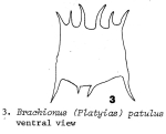 Plationus patulus