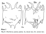 Plationus patulus