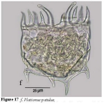 Plationus patulus