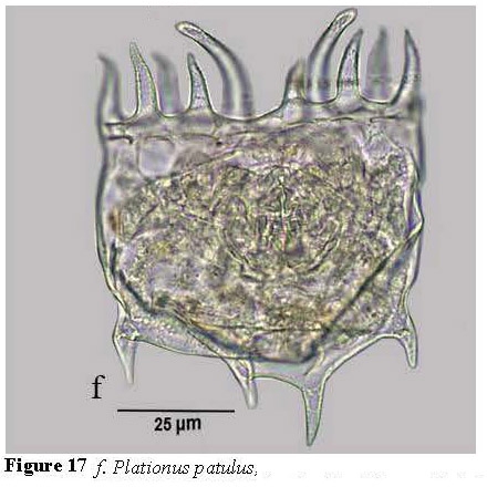 Plationus patulus Plationus patulus
