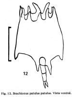 Plationus patulus