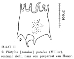 Plationus patulus